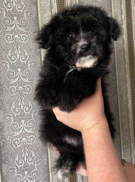 Designer breed POMAPU