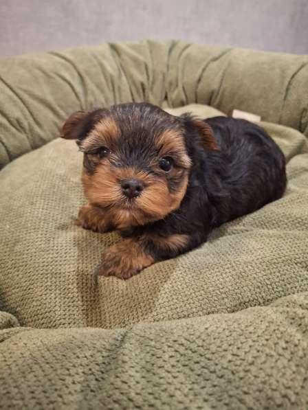 Чистокровные щенки Йоркширского Терьера в фото 13