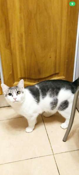 Кошечка Фрося в добрые руки в Москве фото 5