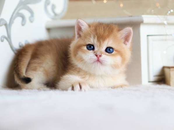 Британский котенок в Москве фото 6