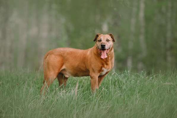 Воспитанный Бисмарк ищет семью в Москве фото 18