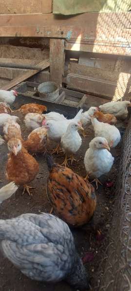Подрощенные цыплята, гусята, гусыня в Киржаче фото 5