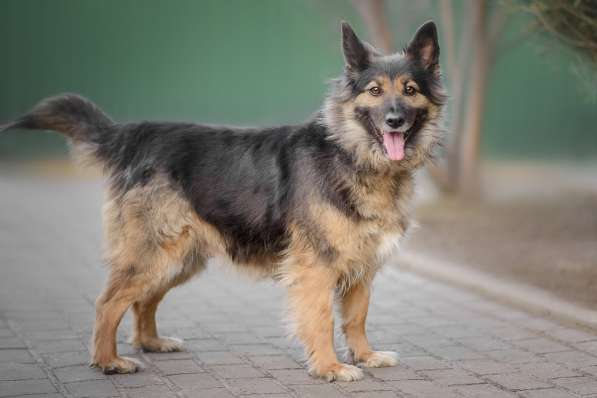 Марта ищет хозяина