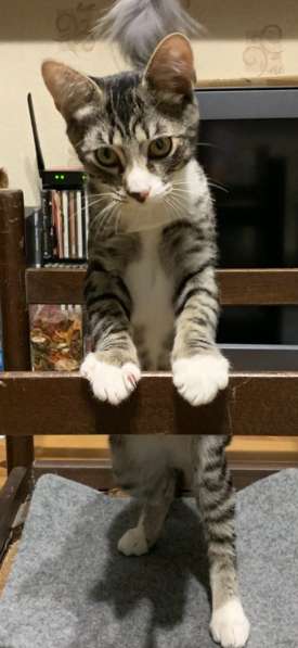 Котёнку мальчику нужен дом и семья в Домодедове фото 14