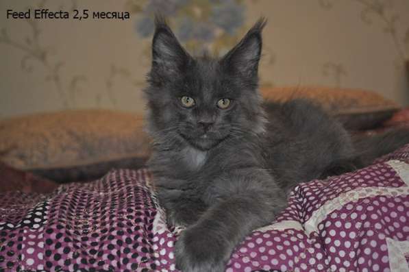 Мейн-Кун котята с документами в Санкт-Петербурге