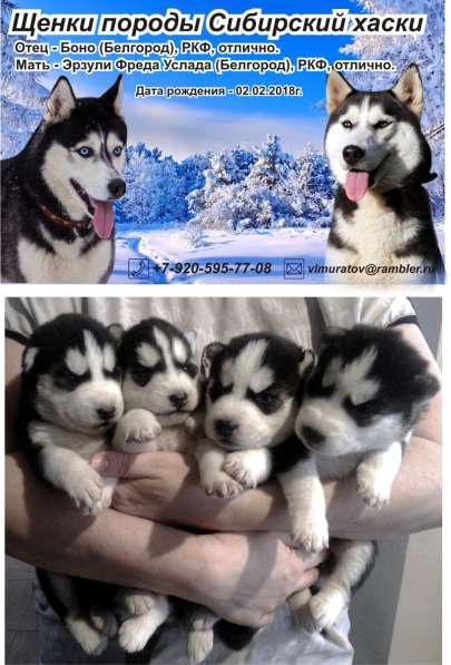 Щенки хаски