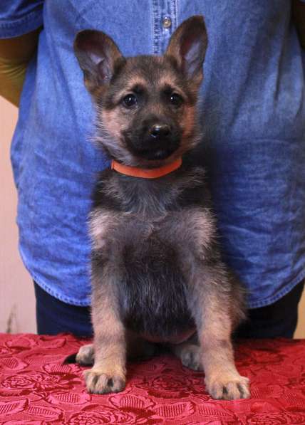 Щенки немецкой овчарки в 