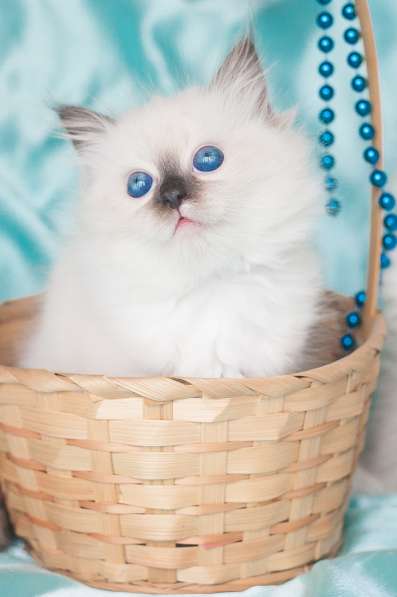 Сибирская кошечка Камелия в Москве фото 3