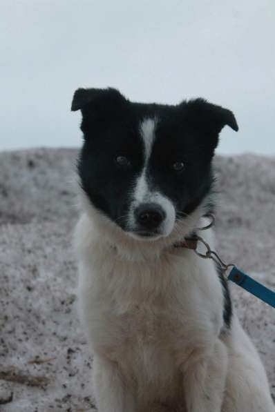 Стрелка ищет дом!!! в Чайковском фото 11