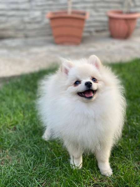 Померанский шпиц в фото 6