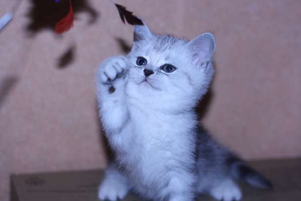 Котята серебристые мрамор пятно в Ярославле фото 6