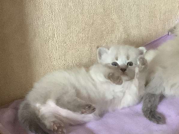 Невские Маскарадные котята питомник Серебро Сибири в фото 4