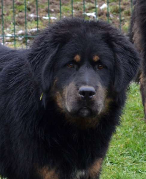 Тибетский мастиф - лучший страж на территории в Москве фото 166