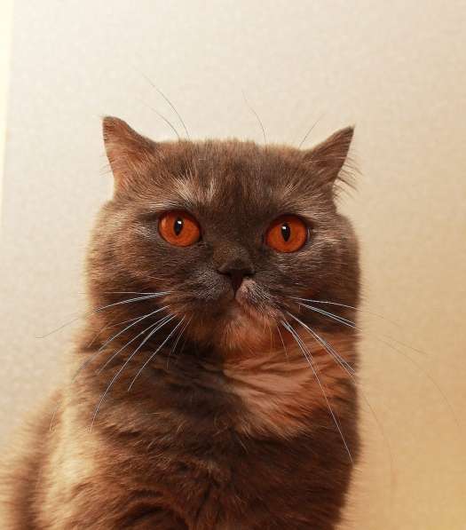 Британочка Оливия, янтарные глазки. Кошка в дар в Калуге фото 7