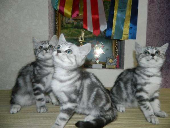 Шикарные британские котята в Ульяновске фото 5