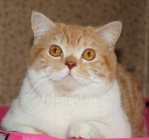 Коты и кошки британские в Новокузнецке фото 8