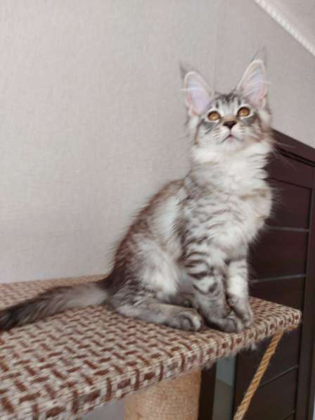 Котята Мейн Кун в Нижнем Новгороде фото 3