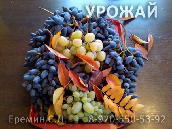 Зимняя обрезка плодовых деревьев в Белгороде фото 18
