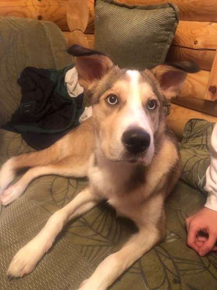 Собака в добрые руки щенок хаски в Москве фото 5