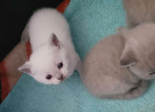 Британские короткошерстные котята(резервация) в фото 9