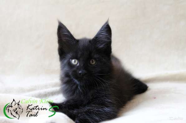 Мальчик Мейн-Кун Calvin Klein в Санкт-Петербурге