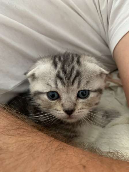 Котята Scottish fold в фото 4