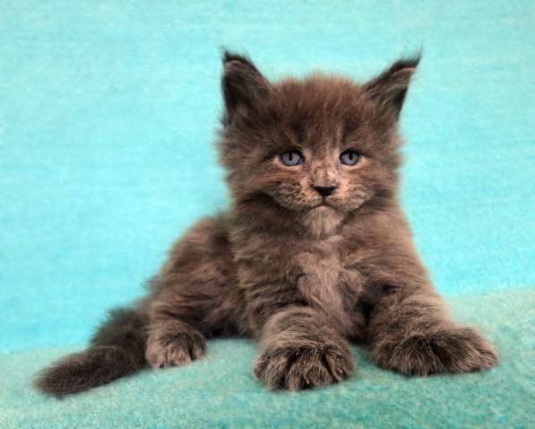 Апельсинки к Новому Году в Рязани фото 83