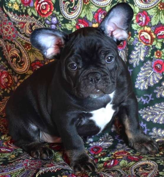 Французский бульдог (Мальчик) в Москве