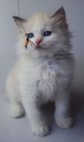 Котята Регдолл в Москве фото 15