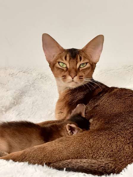 Абиссинская кошка красавица в любимицы в добрую семью в 