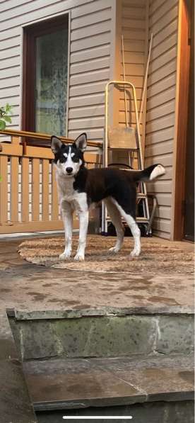 Найдена лайка девочка 6-8 месяцев. Пристраивается в Москве фото 3