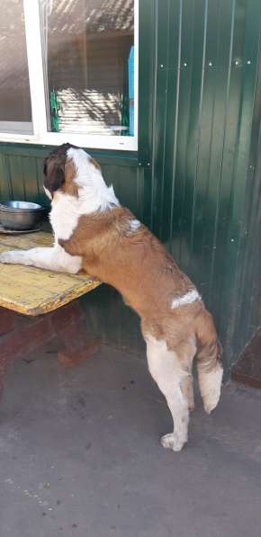 Щенки сенбернара в фото 35