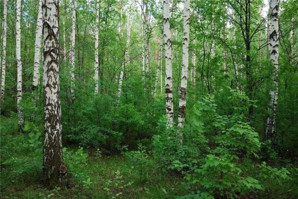 Земельный участок, 450 сот. под усадьбу, лес, озеро, соседи в Екатеринбурге