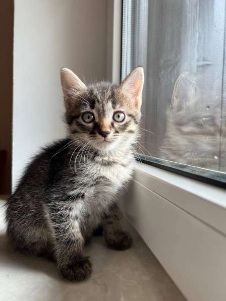 Чудесный малыш котенок Кефир ищет хозяев в Мытищи фото 3