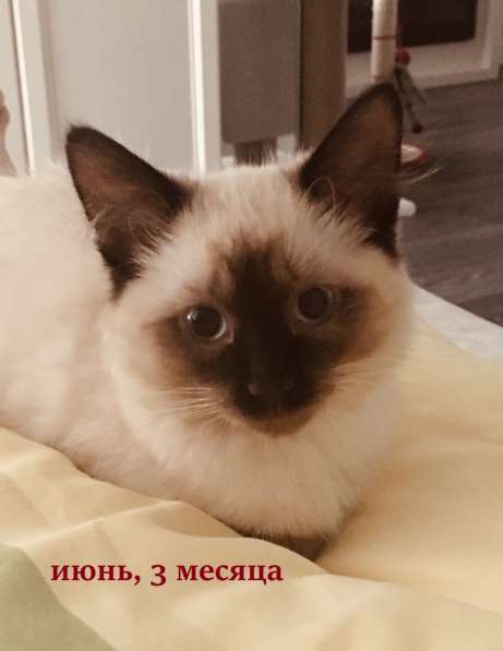 Продам тайского котёнка (девочка) 3 месяца