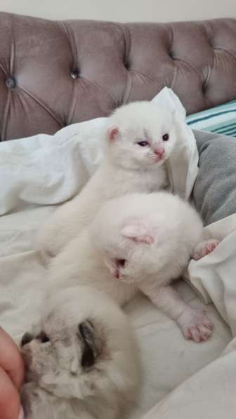 Scottish Fold - Scottish Straight Ankara в фото 4