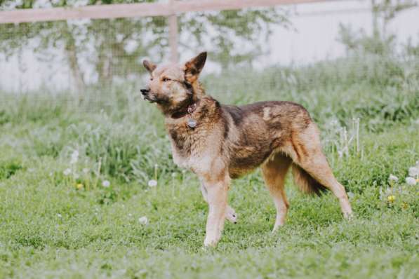 Душевный пес по кличке Тор ищет дом! в Москве