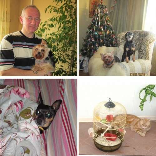 Домашняя зооняня для собак, кошек в Москве фото 6