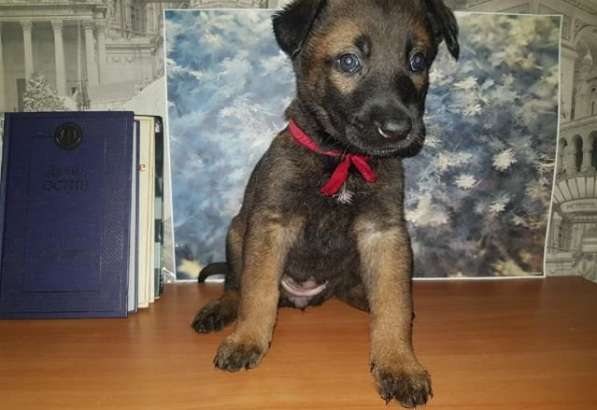 Щенки бельгийской овчарки