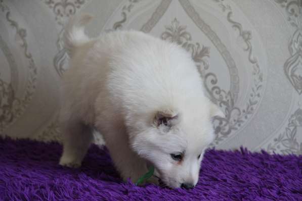 Щенки БШО в Москве фото 47