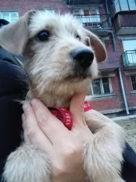 Продам щенка в Иркутске фото 4