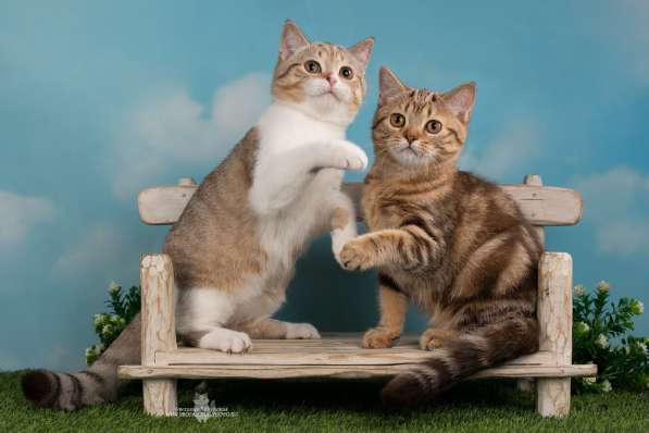 Шотландские котята в Санкт-Петербурге фото 4