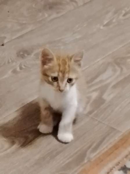 Солнечный котёнок ищет дом и добрых хозяев! в Саках фото 4