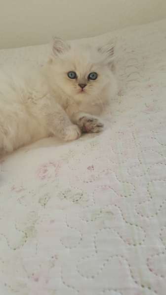 Продаются котята Берлин в фото 5