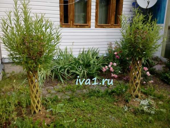 Плетеные деревья из ивы