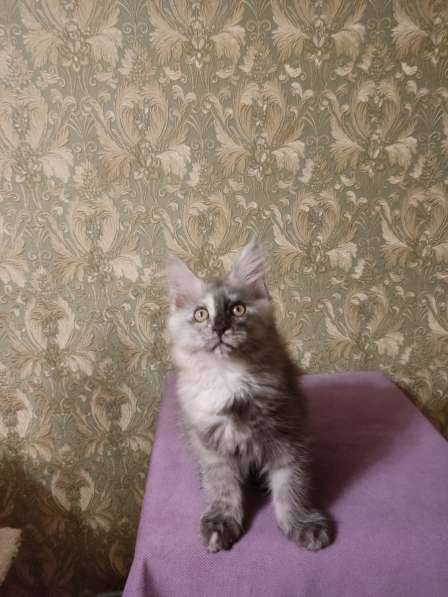 Продажа породистых котята породы Мейн-кун в Москве фото 19