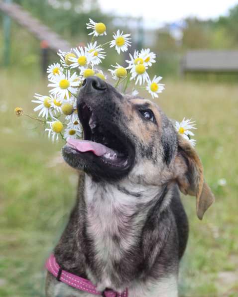 Щенок в дар в Москве фото 17