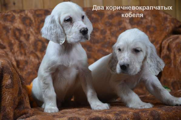 Английский сеттер щенки из элитного питомника в Москве фото 90