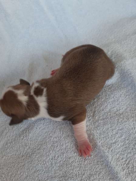 Милые мальчики и девочки Амстаффа резерв ркф в Москве фото 52