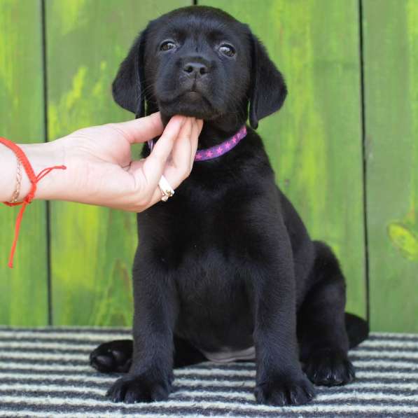 Щенки лабрадора- ретривера в фото 23